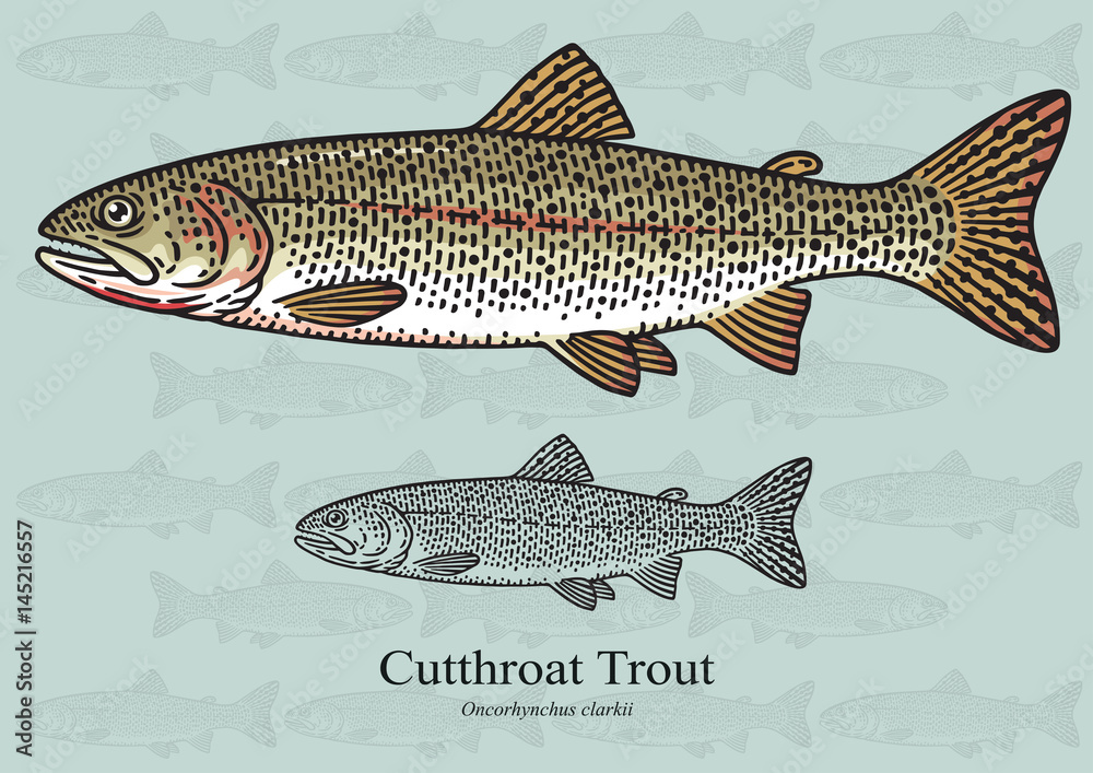 Obraz premium Cutthroat trout. Vector illustration for artwork in small sizes. Suitable for graphic and packaging design, educational examples, web, etc.