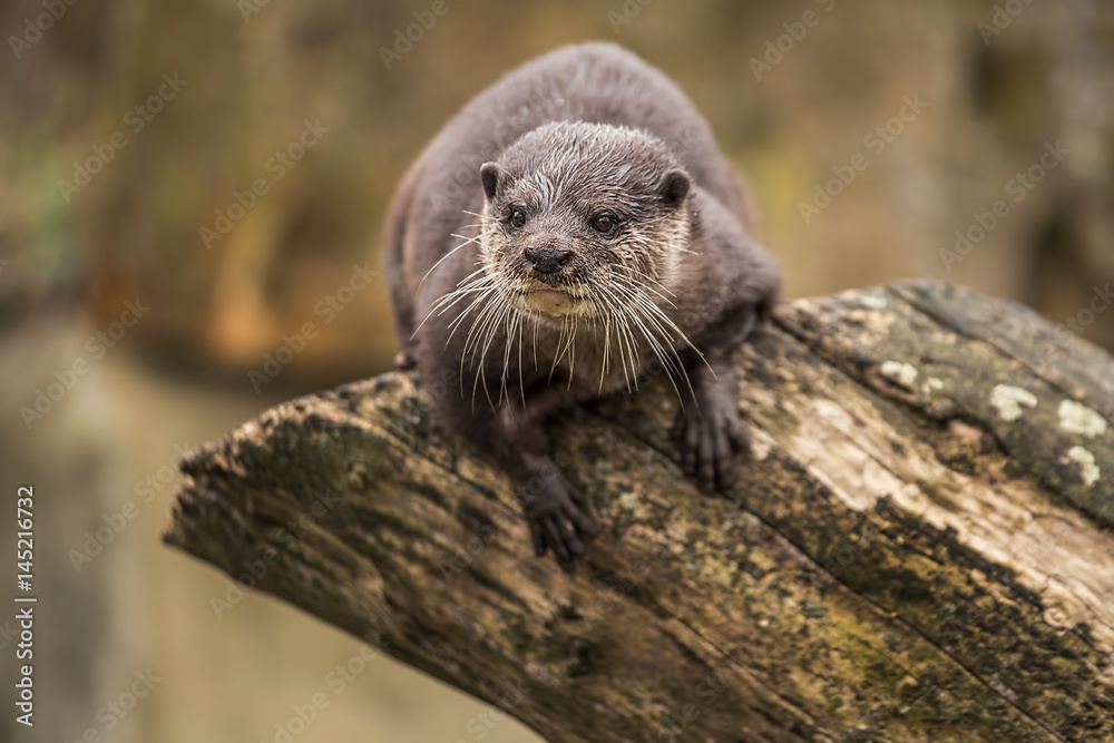 Cute funny otter at zoo in Berlin
Cute funny otter at zoo in Berlin