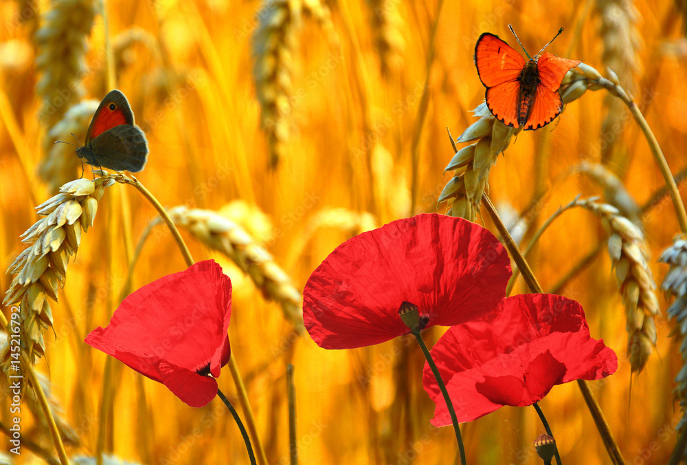 Obraz premium Butterflies in the Rye