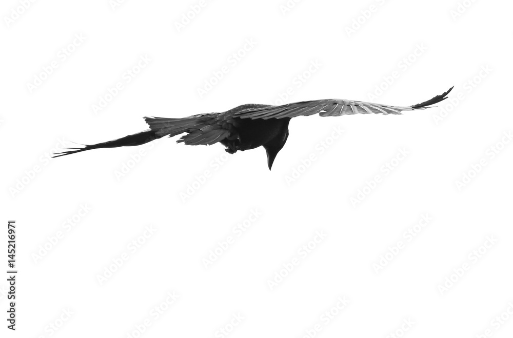  Raven isolated on white, Corvus corax, birds of Iceland