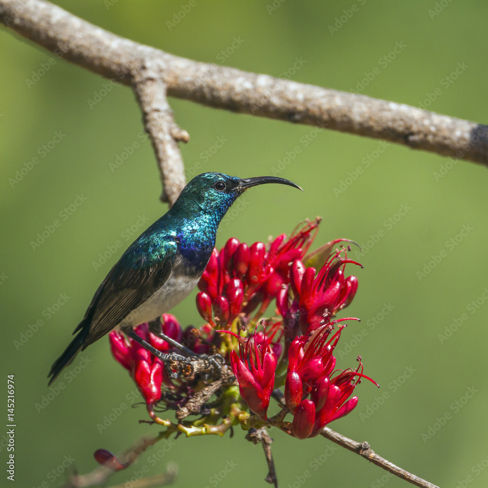 Fototapeta premium White-breasted Sunbird in Kruger National park, South Africa
