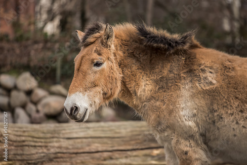 Beautiful pony at zoo in Berlin 