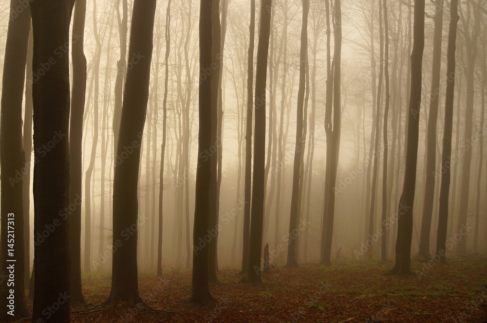 Naklejka premium Trees of forest in the fog