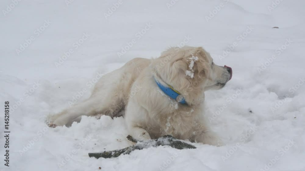 Dog lying in the snow and enjoys spending time Dog lying in the snow and enjoys spending time