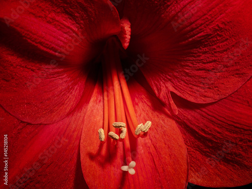 amaryllis Blütenkelch Detail photo