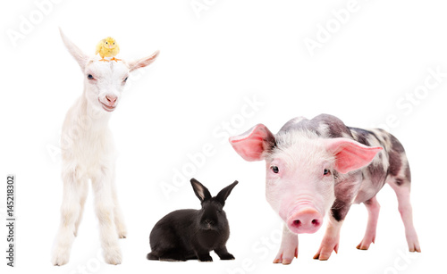 Group of farm animals standing together isolated on white background
