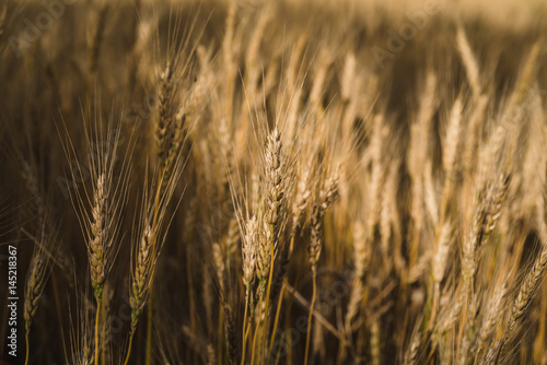Sunny wheat field. Macro photo of ears of wheat. Rural landscape of a wheat field