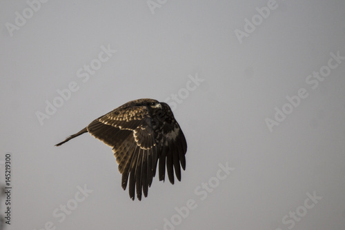 The Indian spotted eagle (Clanga hastata) is a large South Asian bird of prey. Like all typical eagles, it belongs to the family Accipitridae. photo