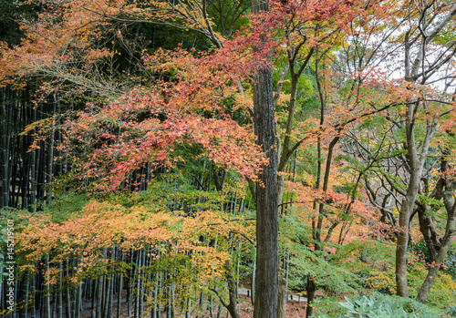 Autumn maple foliage garden at Enkoji Temple in Kyoto, Japan photo