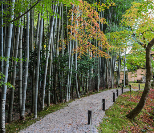 Bamboo forest with fall foliage at Enkoji Temple in Kyoto, Japan photo