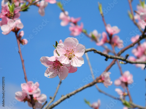 Spring branches with beautiful pink flowers against the blue sky. Blossoming peach tree in the sunny day in the garden. Blurred background.