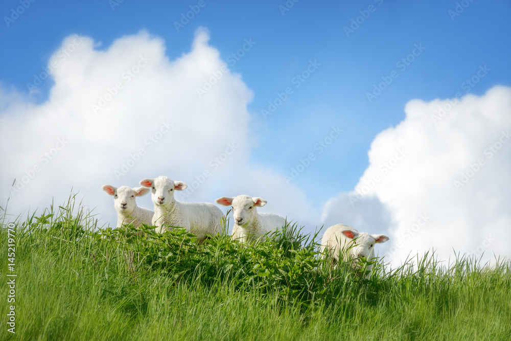 Obraz premium Vier Lämmer stehen im hohen Gras einer Wiese, schauen zum Betrachter und die Sonne scheint der Himmel ist blau mit weißen Wölkchen