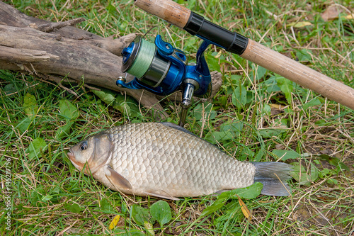 One crucian fish on green grass. Catching freshwater fish and fishing rod with fishing reel on green grass.