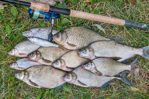Several common bream fish, crucian fish, roach fish, bleak fish on the natural background. Catching freshwater fish and fishing rod with fishing reel on green grass.