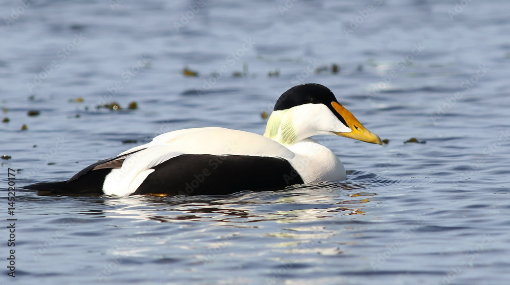 Fototapeta premium Common eider, Somateria mollissima, birds of Iceland