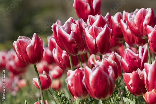 Closeup image of ornamental red and white tulip flowers  Tulipa gesneriana .