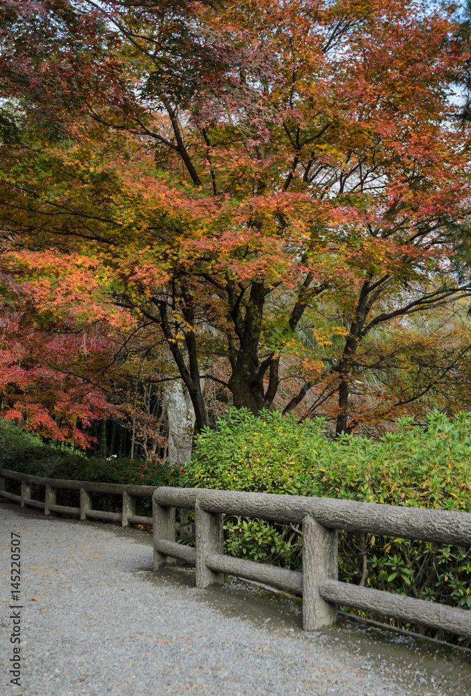 Japanese autumn garden in Tenryuji temple during autumn season in  Kyoto, Japan