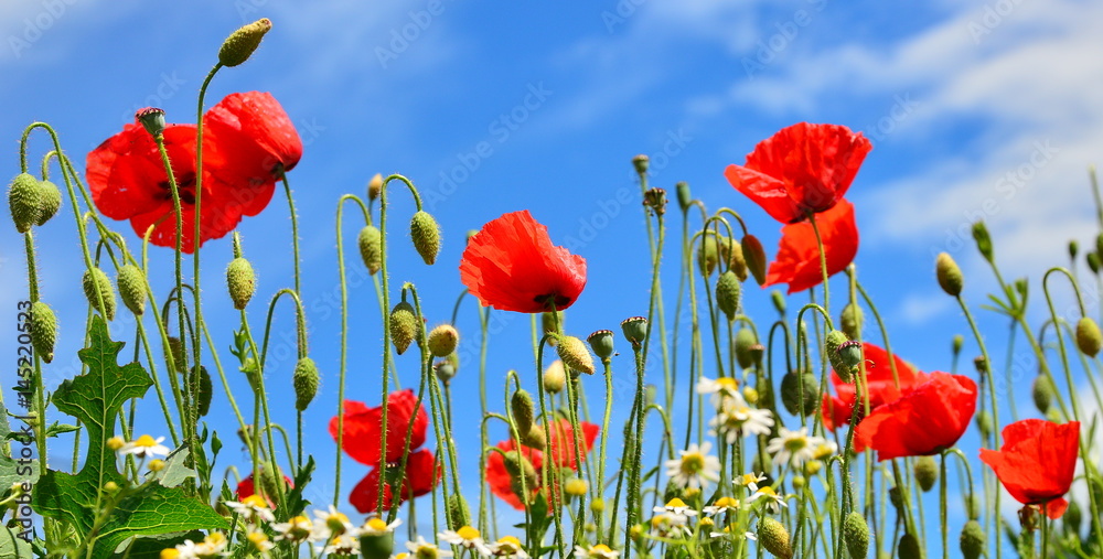 Fototapeta premium wild poppies landscape scene typical of those used for remembrance sunday with that tradition symbol the red poppy flower 