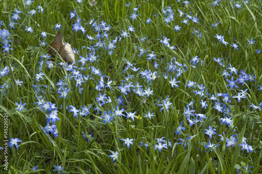Obraz premium Scilla in der Wiese