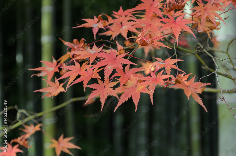 Autumn red maple leaves with bamboo tree background Autumn red maple leaves with bamboo tree background