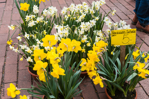 Fototapeta Naklejka Na Ścianę i Meble -  Narzissenschalen auf dem Wochenmarkt