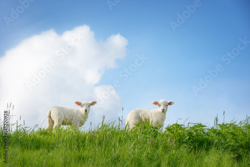 Zwei Lämmer stehen im hohen Gras einer Wiese,  schauen zum Betrachter und die Sonne scheint der Himmel ist blau mit weißen Wölkchen photo