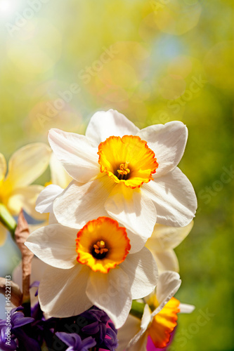 Fototapeta Naklejka Na Ścianę i Meble -  purple flowers in garden