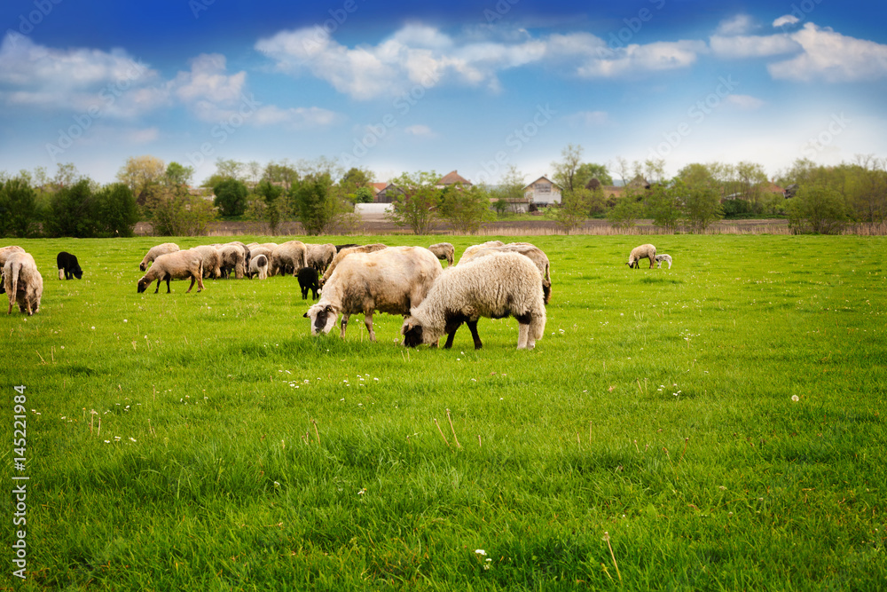 Sheep grazing on the green meadow
