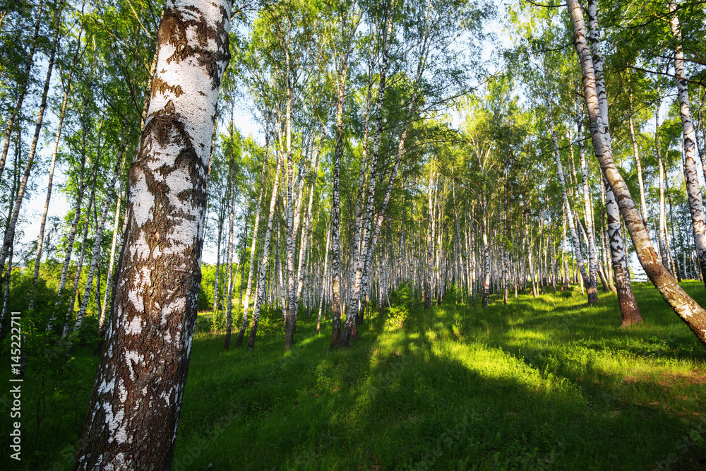 Fototapeta premium summer in sunny birch forest