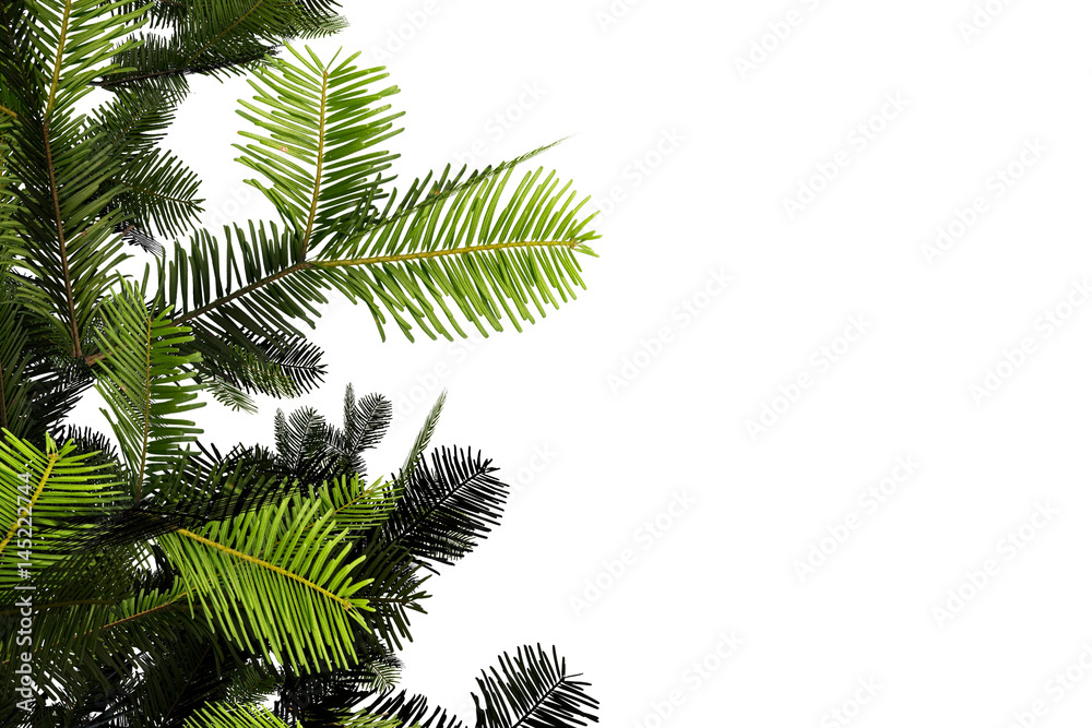 Pine Tree Branches 