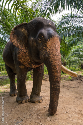 Photography Somboon the elephant