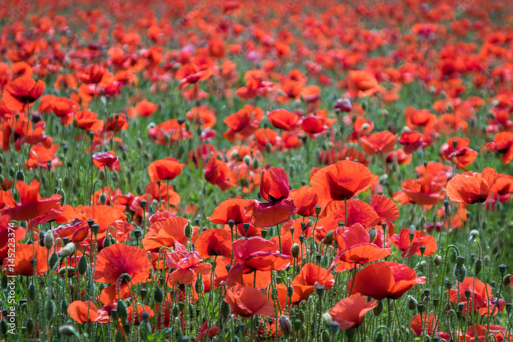 A field with red poppies 