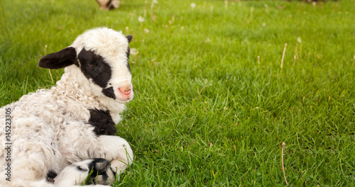Little lamb on the grass