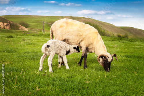 Lamb and sheep in the meadow