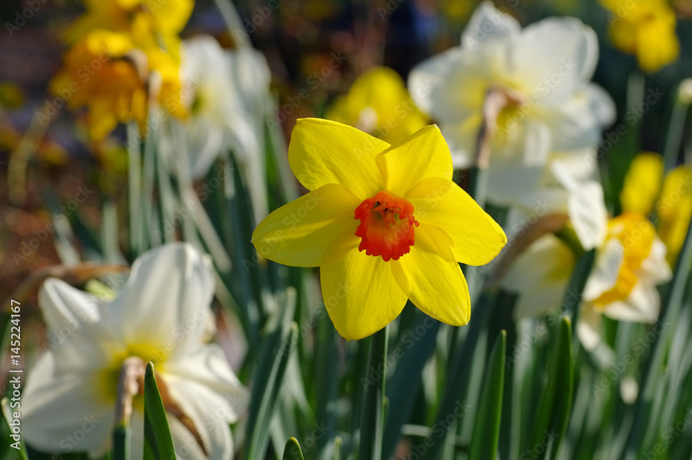 Narzisse der Sorte Fortune - the Daffodil flower is called Fortune Narzisse der Sorte Fortune - the Daffodil flower is called Fortune