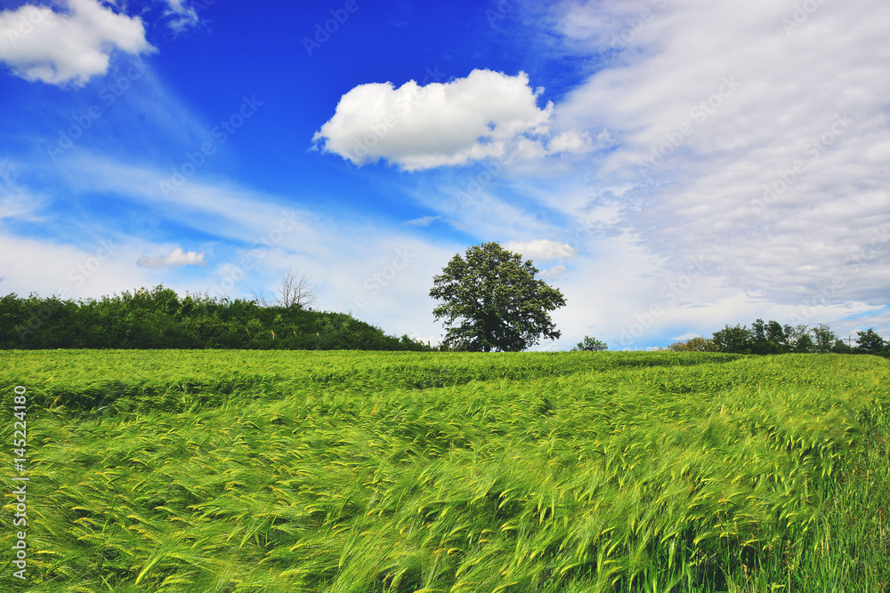 Growing rye field, Agricultural Background
Growing rye field, Agricultural Background