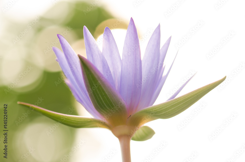 .The purple lotus bloomed in the morning sun. Look gorgeous, background blurred And a beautiful bokeh .The purple lotus bloomed in the morning sun. Look gorgeous, background blurred And a beautiful bokeh