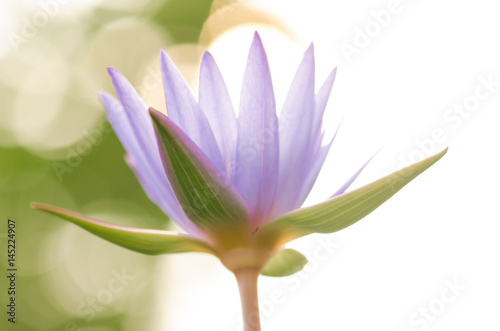 .The purple lotus bloomed in the morning sun. Look gorgeous, background blurred And a beautiful bokeh