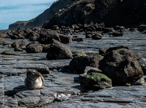 Seal on rock shore