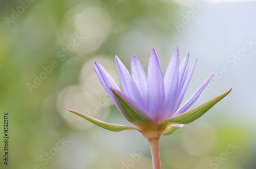 .The purple lotus bloomed in the morning sun. Look gorgeous  background blurred And a beautiful bokeh