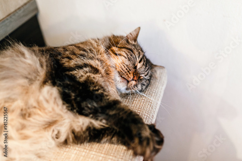 Cute cat sleeps in his soft cozy bed in a cat-cafe photo