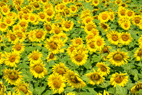 sun flower on day view background © prakasitlalao