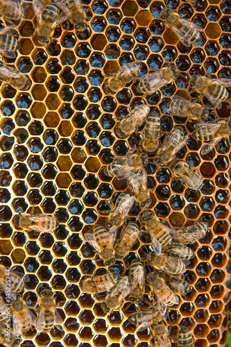 View of the working bees on the honeycomb with sweet honey. © kostik2photo