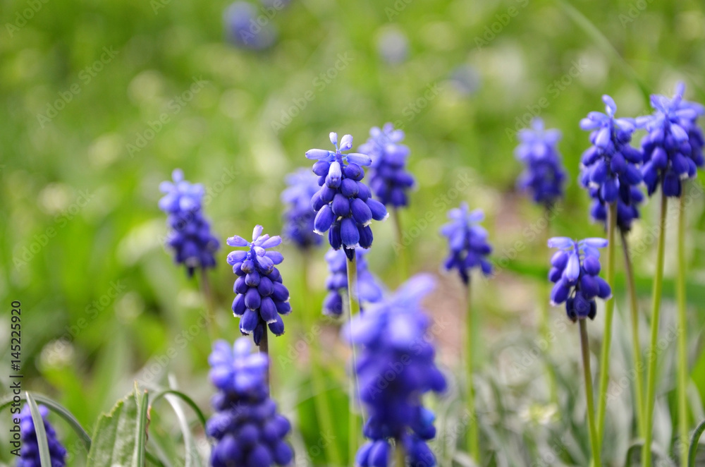 Obraz premium Small blue forest flowers