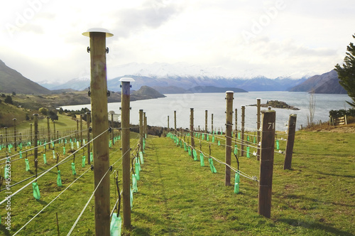 Wanaka, New Zealand: an organic vineyard overlooking Lake Wanaka