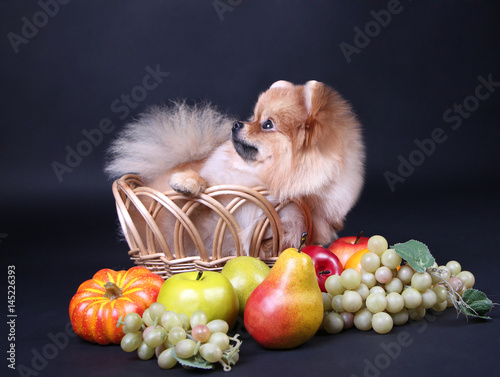 Pomeranian photo