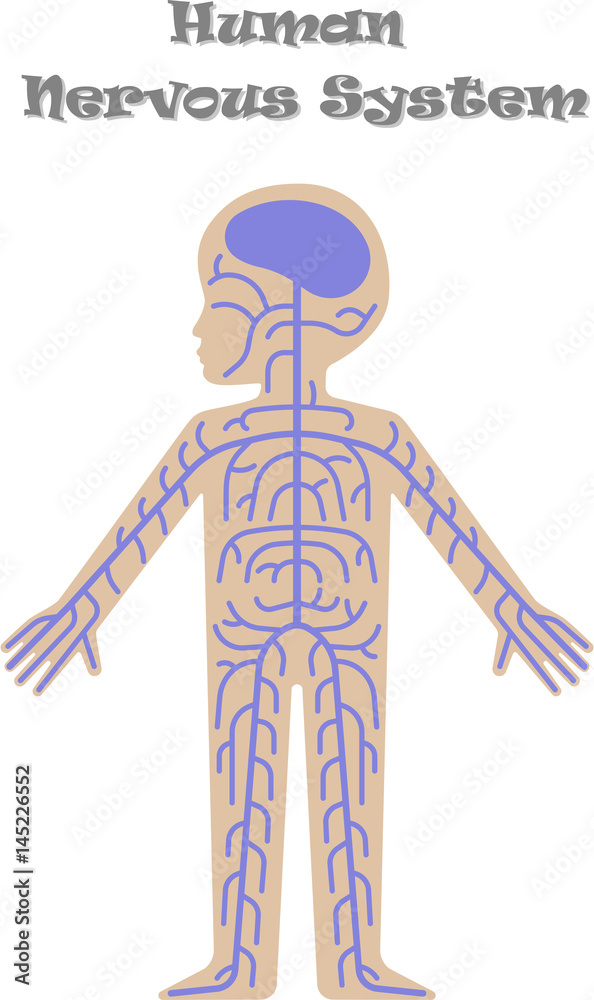 Nervous System For Kids