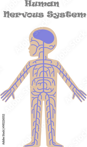 Human nervous system for kids