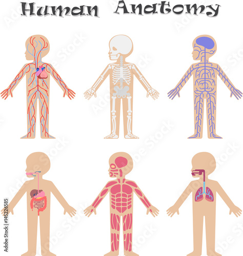 Human anatomy for kids