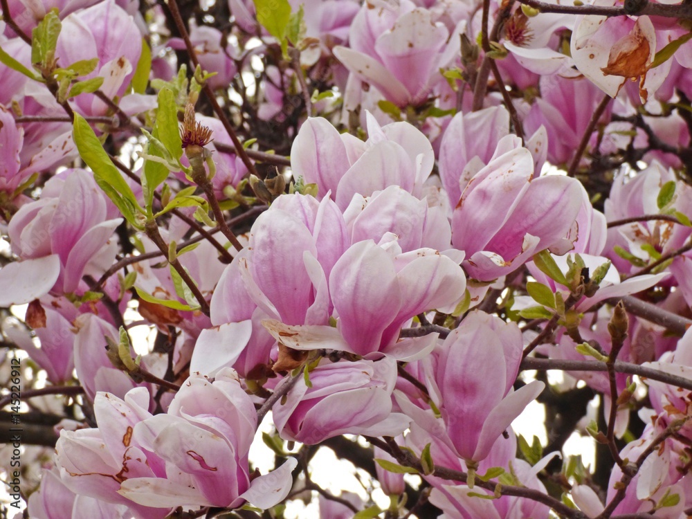 Obraz premium lots of magnolias flowers